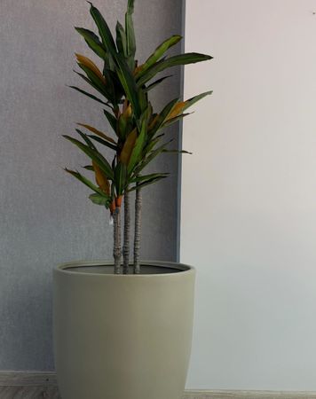 Planta Artificial 145CM - DRACENA FRAGANS