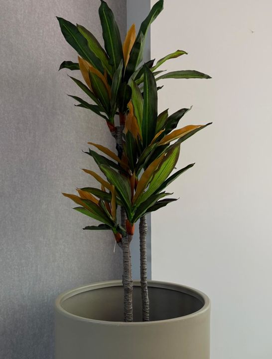 Planta Artificial 145CM - DRACENA FRAGANS - Vista 2
