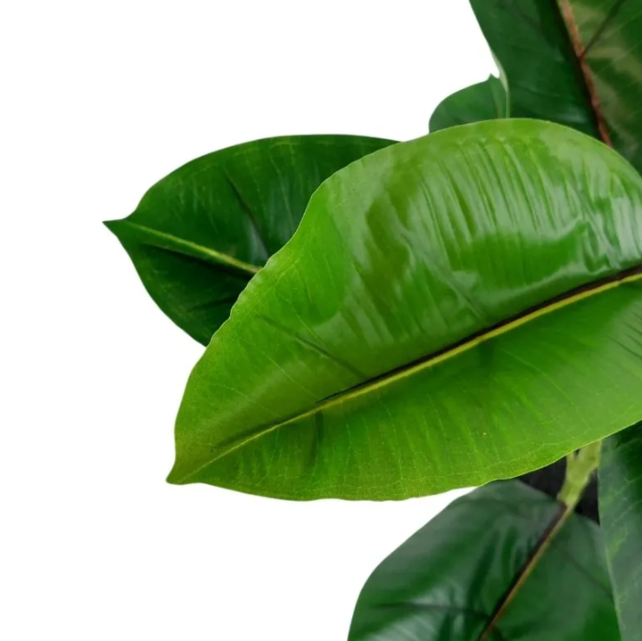 Planta Artificial Gomero 75CM - Vista 1