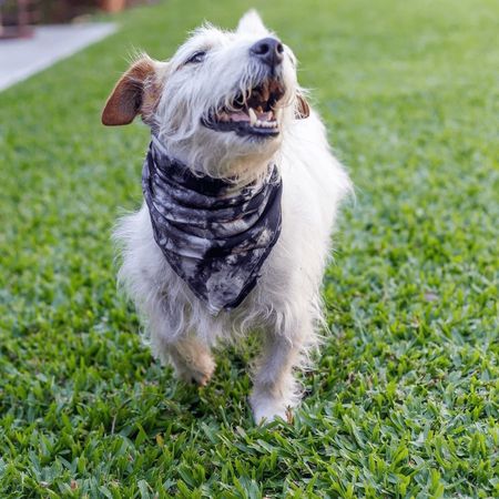 Bandana para mascotas Talle S (0760412893293-B)